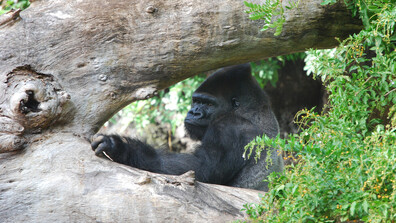 Вижте кадрите с най-смешните диви животни на годината (СНИМКИ)