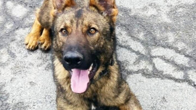 Граничарското куче Бояр откри над 70 кг марихуана на ГКПП „Малко Търново“