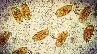 Когато контактът с животни крие риск: Паразитни инфекции и защита
