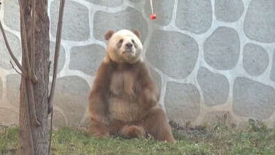 Вижте как спортува Ки Дзай – единствената в света панда с кафяво-бели петна, отглеждана в плен (ВИДЕО)