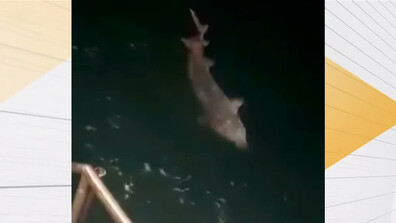 Гигант от дълбините: Уловиха 2,40-метрова есетра край Бяла (ВИДЕО)