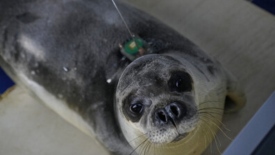 Забелязаха тюлен монах във Венецианската лагуна