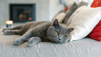 Котешка слава: Максимус на белгийския министър-председател засенчва Лари на британските премиери