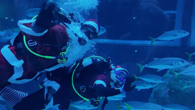 Дядо Коледа се появи изненадващо в аквариум в Рио (ВИДЕО)