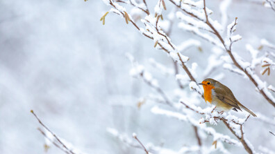 Астрономическата зима започва днес в 17:03 часа