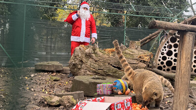 Дядо Коледа донесе подаръци и лакомства на животните във варненския зоопарк (СНИМКИ)