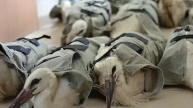 17 щъркела с увреждания намериха нов дом в Италия