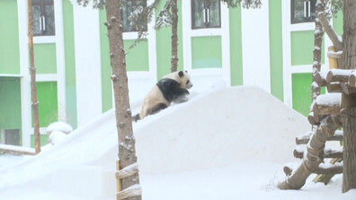 При -20 градуса: Панди близнаци се наслаждават на снега в зоопарк в Китай (ВИДЕО)