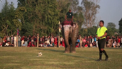 Слонове показаха завидни футболни умения на фестивал в Непал (ВИДЕО)