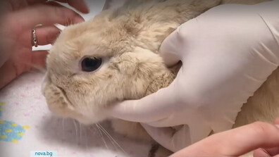 Защитници на животните искат ограничаване на пиротехниката по Нова година