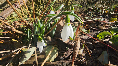 Първите кокичета цъфнаха в Казанлък