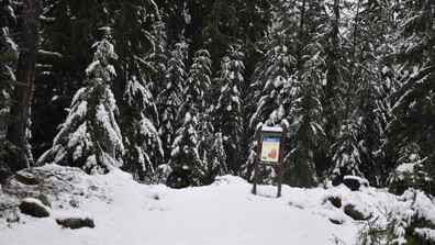 Опасност от падащи дървета и клони заради силния вятър в НП "Пирин"