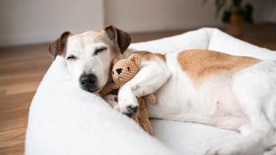 Кои са най-сънливите кучета