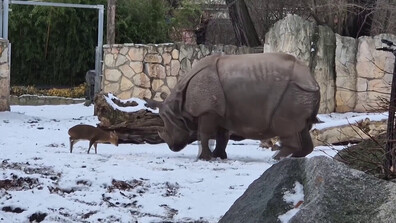 Малък елен се изправи срещу носорог в полски зоопарк (ВИДЕО)