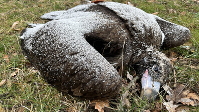 МОСВ: Призоваваме за по-ефективно разследване на отравянето на птици