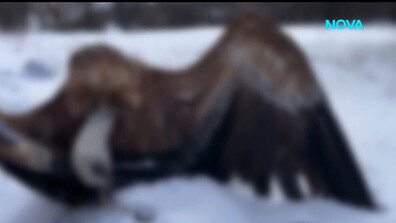 Със смъртоносни примамки: Кой отрови 7 редки лешояда в котленския Балкан?