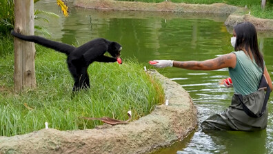 Заради жегите животните в бразилски зоопарк получиха ледени близалки (ВИДЕО)