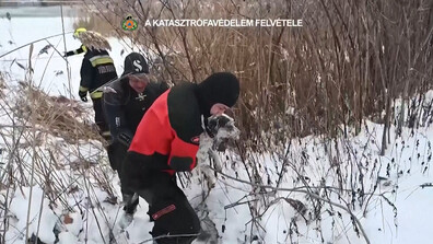 Унгарски огнеборци спасиха куче от замръзналата река Дунав (ВИДЕО)
