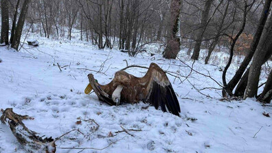 МОСВ: Призоваваме за по-ефективно разследване на отравянето на птици