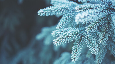 Студ и температурни аномалии до края на януари