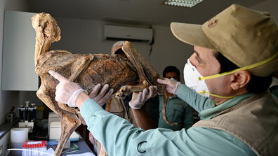 Учени откриха мумифицирани гепарди в пещери в Саудитска Арабия