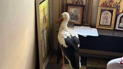 Премръзнал щъркел потърси спасение в малък параклис край Бургас