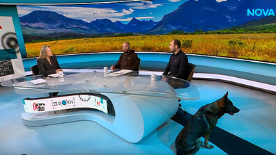 Отровените лешояди в Котленския балкан застрашават възстановяването на вида