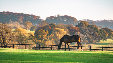 Проучване: Конете могат да помиришат страха