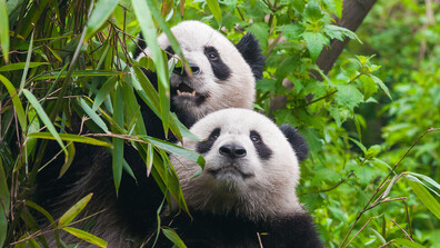 Зоологическата градина в Мюнхен ще получи две панди от Китай