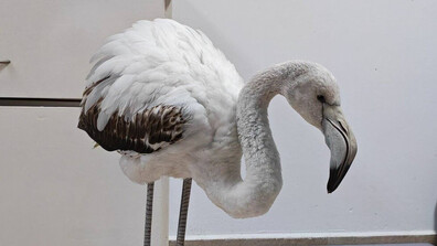 Спасиха бедстващо фламинго край Бургас (СНИМКА)