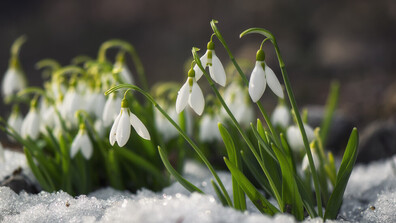 Изпращаме януари с усещане за ранна пролет