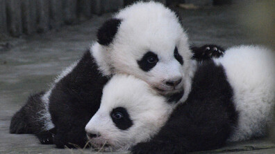 Япония остана без панди след 50 години: Близнаците Лей Лей и Сяо Сяо се връщат в Китай
