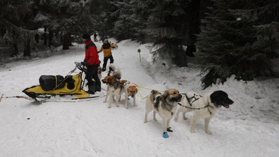Състезание с кучешки впрягове в Чехия (ВИДЕО)
