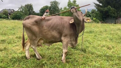Австрийска крава демонстрира неочаквани когнитивни способности (ВИДЕО)