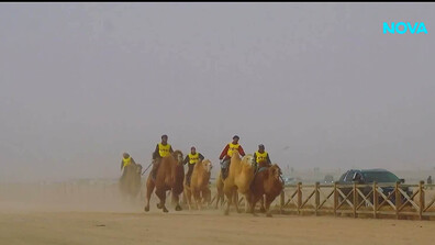 Близо 700 камили участваха в състезание в Китай (ВИДЕО)