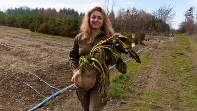 9-килограмово цвекло отгледаха край Елин Пелин
