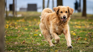 Вълна от съпричастност: Фондация „Шаро” продължава кампанията за събиране на стотинки за бездомни животни