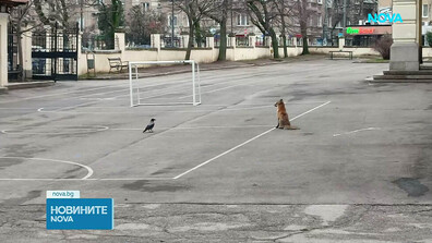 Необичаен посетител: Лисица се появи в двора на столично училище (ВИДЕО)