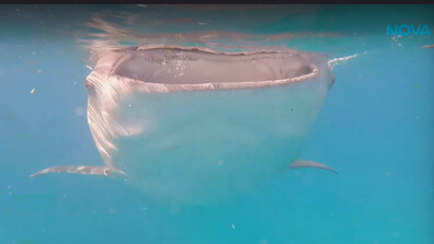 „Непознатите земи”: Филипините - раят за приключения и емоции (ВИДЕО)