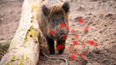 Откриха ново огнище на африканска чума по свинете в Румъния