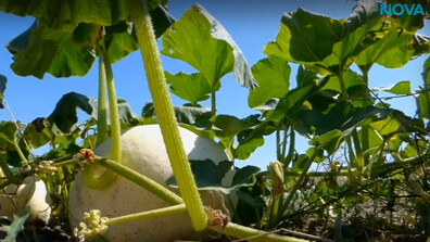 Британци отглеждат гигантски зеленчуци и чупят световни рекорди