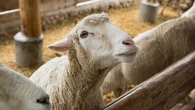 Хванаха двама мъже, задигнали над 20 овце и агнета за 7000 евро през покрива на ферма