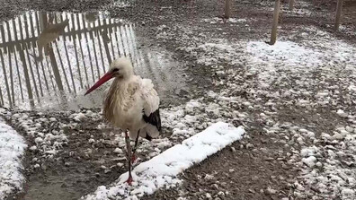 Щастлива развръзка: Щъркелът, потърсил убежище в параклис край Бургас, се възстановява