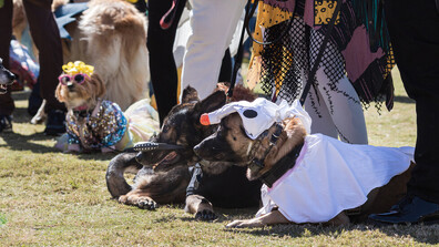 Кучешко дефиле с атрактивни костюми се състоя в Боливия