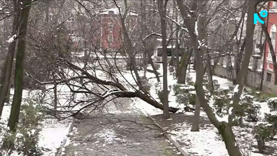 След снеговалежа в Пловдив: Съборени огромни дървета и клони, както и премазани коли