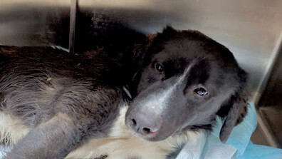 Добрият пример: Полицаи и ветеринари спасиха блъснато куче в Бургас (СНИМКИ)