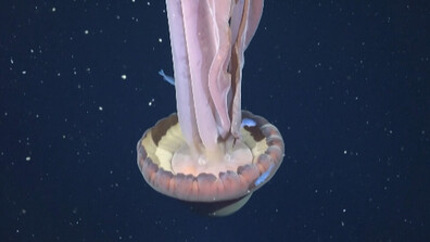 Заснеха рядка гигантска медуза фантом край бреговете на Аржентина (ВИДЕО)