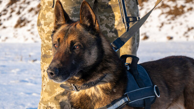 Полицейско куче откри 6 кг хероин в колата на българин край Солун