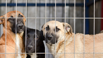 Руски дрон удари украински приют за животни