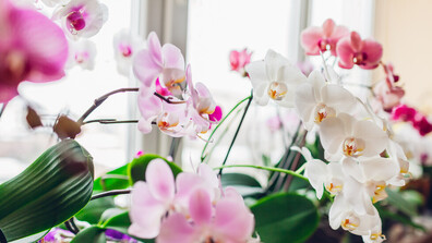 "Любовно писмо за Ню Йорк": Изложение за орхидеи превърна мегаполиса в цветна джунгла (ВИДЕО)